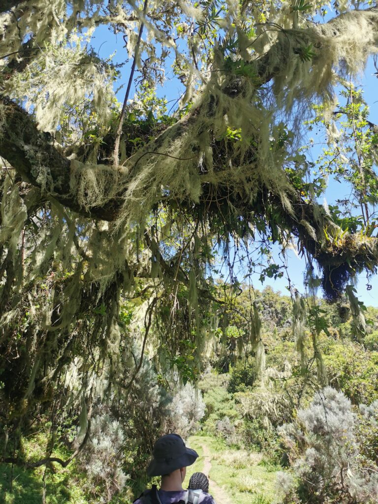 The hike through the cloudforest