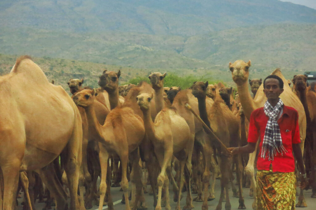 Camels in the Danakil Depression 